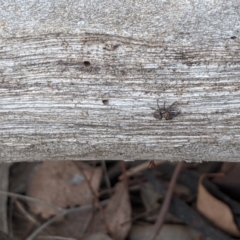 Salticidae (family) at Dunlop, ACT - 1 Apr 2020 07:02 AM