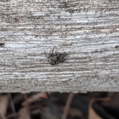 Salticidae (family) at Dunlop, ACT - 1 Apr 2020