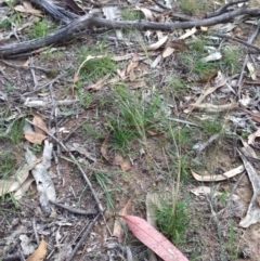 Austrostipa scabra (Corkscrew Grass) at Hughes, ACT - 1 Apr 2020 by jennyt