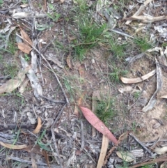 Austrostipa scabra at Hughes, ACT - 1 Apr 2020