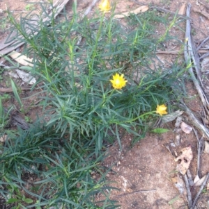 Xerochrysum viscosum at Deakin, ACT - 1 Apr 2020