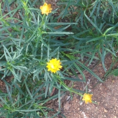 Xerochrysum viscosum at Deakin, ACT - 1 Apr 2020