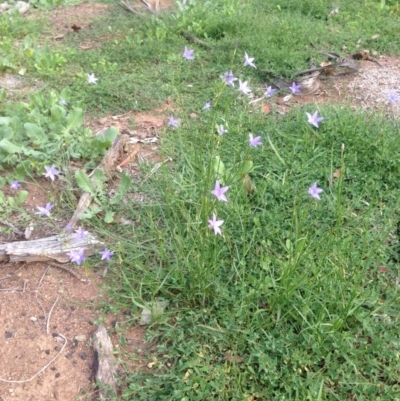 Wahlenbergia stricta subsp. stricta (Tall Bluebell) at Deakin, ACT - 1 Apr 2020 by jennyt