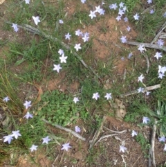 Wahlenbergia gracilis (Australian Bluebell) at Deakin, ACT - 1 Apr 2020 by jennyt