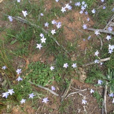 Wahlenbergia gracilis (Australian Bluebell) at Deakin, ACT - 1 Apr 2020 by jennyt