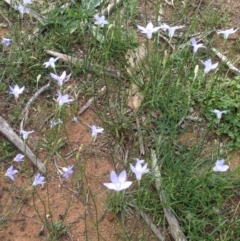 Wahlenbergia gracilis at Deakin, ACT - 1 Apr 2020