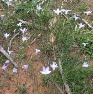 Wahlenbergia gracilis at Deakin, ACT - 1 Apr 2020 05:04 PM