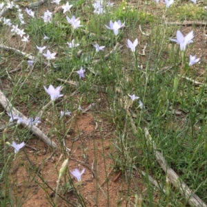 Wahlenbergia gracilis at Deakin, ACT - 1 Apr 2020