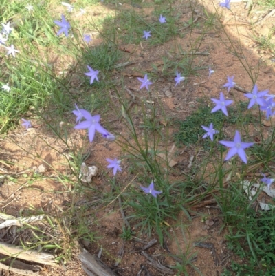 Wahlenbergia sp. (Bluebell) at Deakin, ACT - 1 Apr 2020 by jennyt