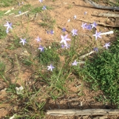 Wahlenbergia sp. at Deakin, ACT - 1 Apr 2020