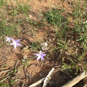 Wahlenbergia sp. at Deakin, ACT - 1 Apr 2020