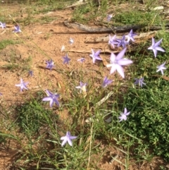 Wahlenbergia sp. at Deakin, ACT - 1 Apr 2020