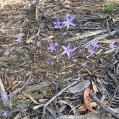 Wahlenbergia capillaris (Tufted Bluebell) at Deakin, ACT - 1 Apr 2020 by jennyt