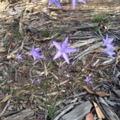 Wahlenbergia capillaris at Deakin, ACT - 1 Apr 2020