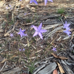 Wahlenbergia capillaris at Deakin, ACT - 1 Apr 2020