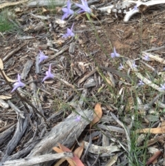 Wahlenbergia capillaris at Deakin, ACT - 1 Apr 2020