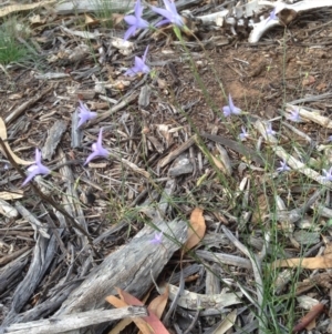 Wahlenbergia capillaris at Deakin, ACT - 1 Apr 2020