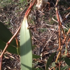 Eucalyptus pauciflora (A Snow Gum) at Deakin, ACT - 1 Apr 2020 by jennyt