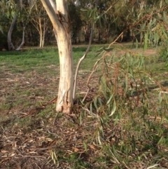 Eucalyptus pauciflora at Deakin, ACT - 1 Apr 2020