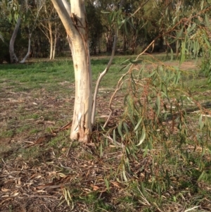 Eucalyptus pauciflora at Deakin, ACT - 1 Apr 2020 05:19 PM