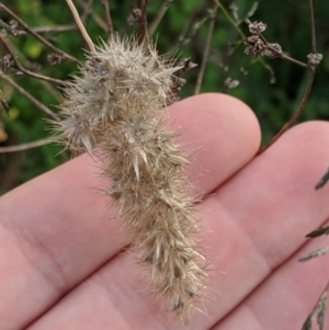 Enneapogon nigricans at Dunlop, ACT - 1 Apr 2020