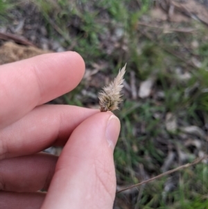 Enneapogon nigricans at Dunlop, ACT - 1 Apr 2020