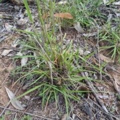 Enneapogon nigricans at Dunlop, ACT - 1 Apr 2020