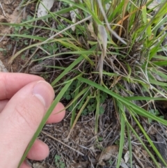 Enneapogon nigricans at Dunlop, ACT - 1 Apr 2020