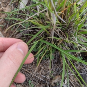 Enneapogon nigricans at Dunlop, ACT - 1 Apr 2020