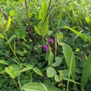 Glycine tabacina at Dunlop, ACT - 1 Apr 2020