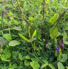 Glycine tabacina at Dunlop, ACT - 1 Apr 2020