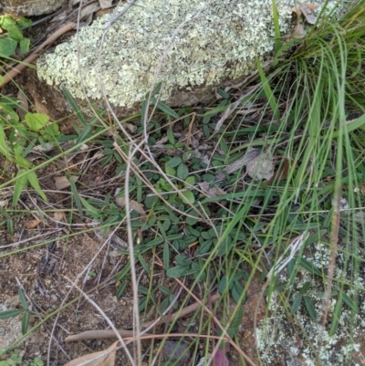 Grona varians (Slender Tick-Trefoil) at Woodstock Nature Reserve - 31 Mar 2020 by MattM