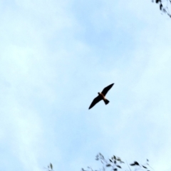 Falco longipennis (Australian Hobby) at Deakin, ACT - 1 Apr 2020 by Ct1000