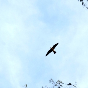 Falco longipennis at Deakin, ACT - 1 Apr 2020