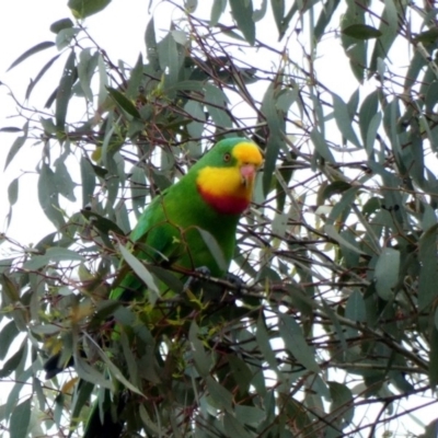 Polytelis swainsonii (Superb Parrot) at Hughes Grassy Woodland - 1 Apr 2020 by Ct1000