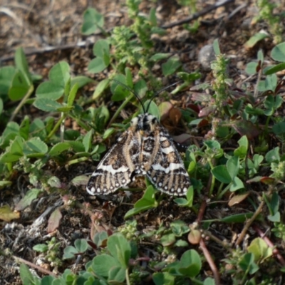 Apina callisto (Pasture Day Moth) at Red Hill to Yarralumla Creek - 1 Apr 2020 by Ct1000