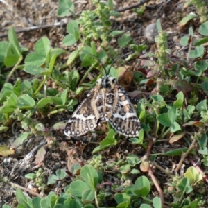 Apina callisto at Deakin, ACT - 1 Apr 2020