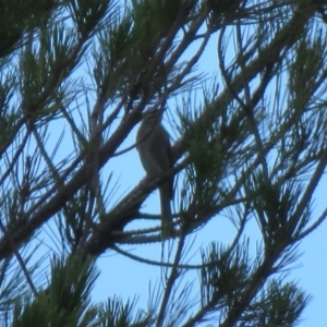 Caligavis chrysops at Fadden, ACT - 1 Apr 2020