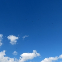 Caligavis chrysops at Fadden, ACT - 1 Apr 2020