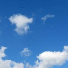 Caligavis chrysops at Fadden, ACT - 1 Apr 2020