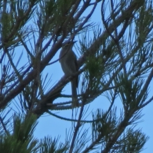 Caligavis chrysops at Fadden, ACT - 1 Apr 2020