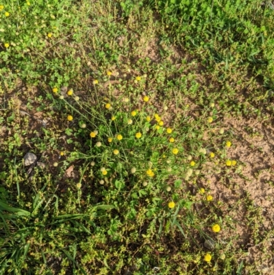 Calotis lappulacea (Yellow Burr Daisy) at Dunlop, ACT - 31 Mar 2020 by MattM