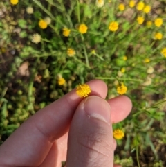 Calotis lappulacea at Dunlop, ACT - 1 Apr 2020