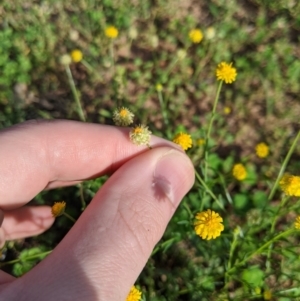 Calotis lappulacea at Dunlop, ACT - 1 Apr 2020