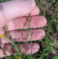 Calotis lappulacea at Dunlop, ACT - 1 Apr 2020