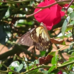 Belenois java (Caper White) at Macarthur, ACT - 1 Apr 2020 by RodDeb