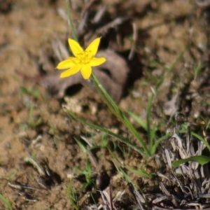 Hypoxis hygrometrica var. hygrometrica at Gundaroo, NSW - 30 Mar 2019 10:40 AM