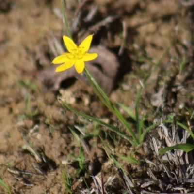 Hypoxis hygrometrica var. hygrometrica (Golden Weather-grass) at Gundaroo, NSW - 30 Mar 2019 by Gunyijan