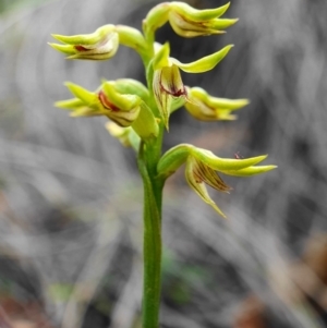 Corunastylis cornuta at Hackett, ACT - 1 Apr 2020