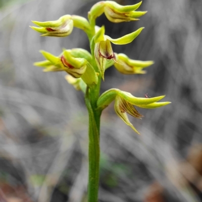Corunastylis cornuta (Horned Midge Orchid) at Hackett, ACT - 1 Apr 2020 by shoko